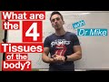 Exploring The Four Essential Tissues Of The Human Body