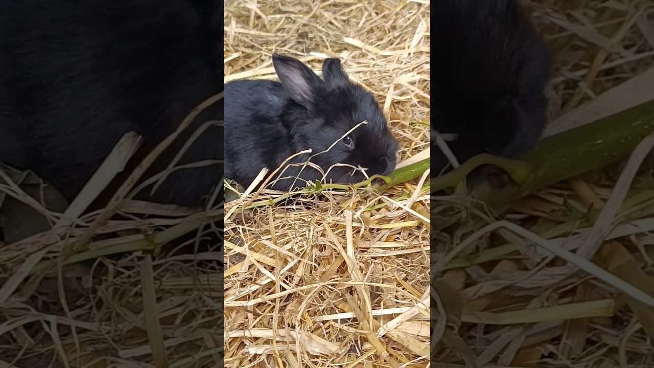 Cute black baby bunny eating 🐇🌿 