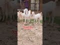 JP hansa#usmangoatfarm #goatlover #goatfarming # बकरीं पालन