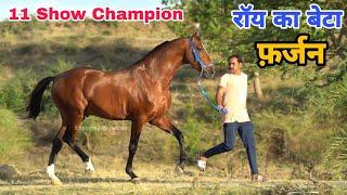 11 शो चैंपियन स्टेलियन फ़र्ज़न पहुँचा महारास्ट्र से गुजरात ॥Rajveer Stud farm Rajkot