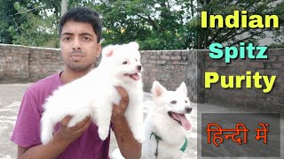 How to check Indian spitz / pomeranian dog purity with beautiful puppy.