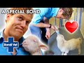 Dr CHRIS Nurses a Baby Lamb BACK TO FULL HEALTH | Bondi Vet Clips | Bondi Vet