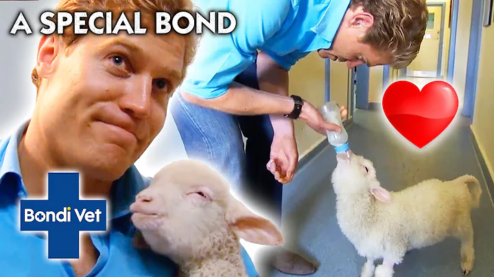 Dr CHRIS Nurses a Baby Lamb BACK TO FULL HEALTH | ...