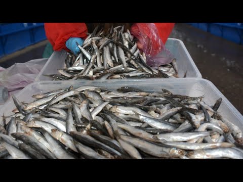 Херсонцы в Керчи. 30 октября | Рыбный базар | Горы вкуснейшей рыбы. Victoria S