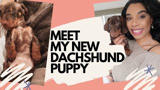 Meet our Dachshund Puppy | First Two Weeks | UK Vlog