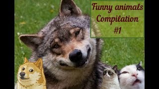 ULTIMATE Funny Animals Compilation October 2019 - Best Animal Videos