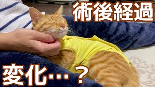 子猫の避妊手術経過を見ていると手術前より変化がありました by えぶりにゃん【ノアさんとこまちゃん日記】 1,649 views 3 years ago 4 minutes, 25 seconds