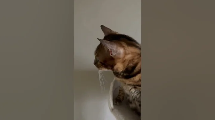 Video 7210121: bengal cat chaton kitten, bengal kitten catlover cute