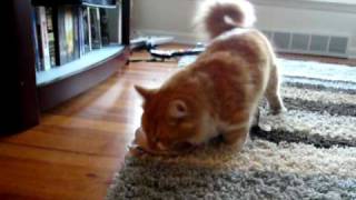 Munchkin Cat Steals a Bra(, 2009-02-06T03:55:01.000Z)