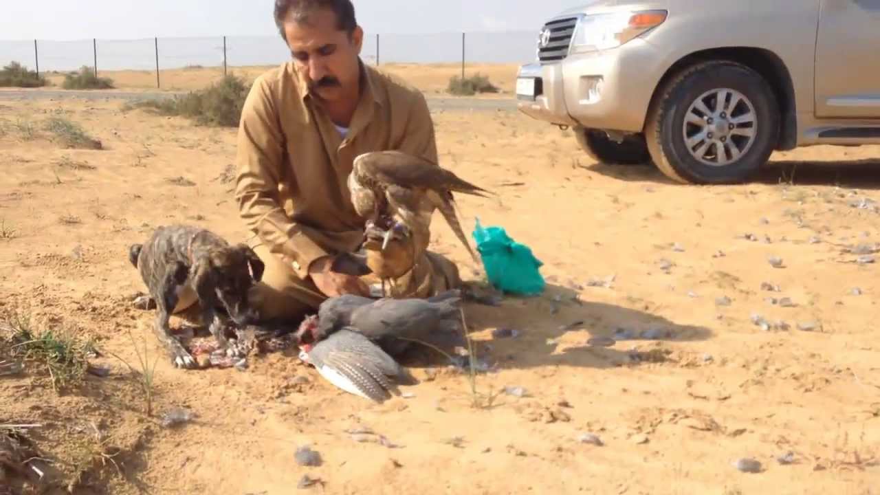 Hunting with falcon and dog in UAE Naser jahangiri YouTube