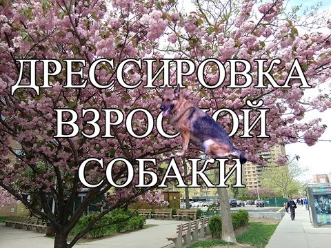 Воспитание, коррекция поведения у взрослой собаки. Основы дрессировки и понимание происходящего.