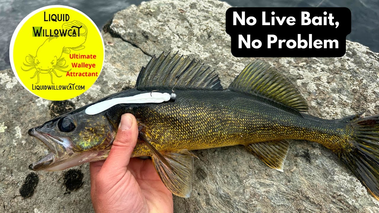 The Perfect Plastic to Replace Live Bait Quetico Canoe Fishing YouTube