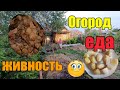 Лилька пострадала//Как высылаем яйцо//Сажаю и пересаживаю//Вывод перепелов