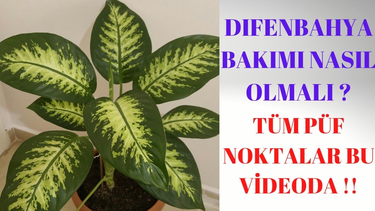 DİFENBAHYA ( Dieffenbachia ) BAKIMI - Püf Noktalarıyla !!