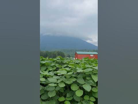Поля сои под горой Йотей, Хоккайдо, Япония - YouTube