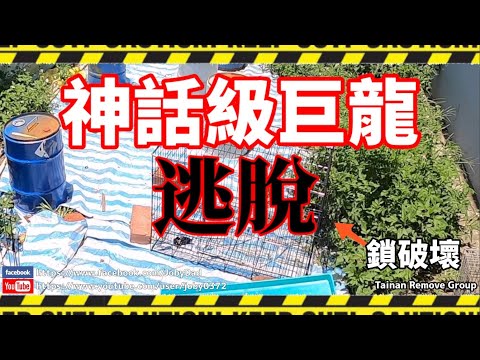 【緊急！】「神話級巨龍」從鐵籠中逃掉了！請各位不要小看「完全體」綠鬣蜥的破壞力.. | TRG用臉探險 | EP29