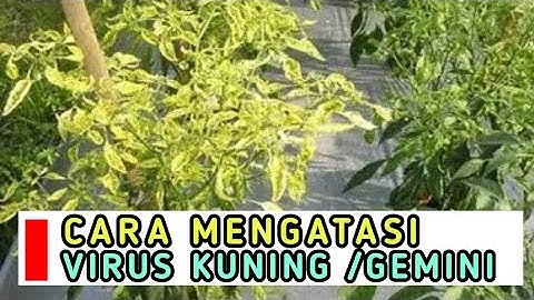 CARA MENGATASI VIRUS GEMINI CABE || CARA MENCEGAH VIRUS GEMINI ||  VIRUS KUNING PADA CABE