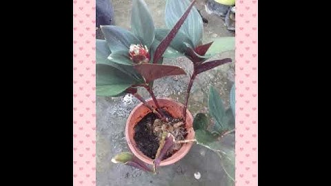 Huyết Nhân Ngải - FCT Shop 0985911939