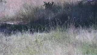 Djuma Private Game Reserve Live Stream