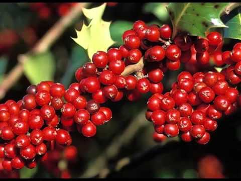 Video: Berry Holly Berries