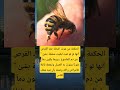 الحكمة من موت النحلة بعد القرص أنها لو لم تمت لبقيت محملة بشئ من دم الملسوع لايك توعيه اطمأن