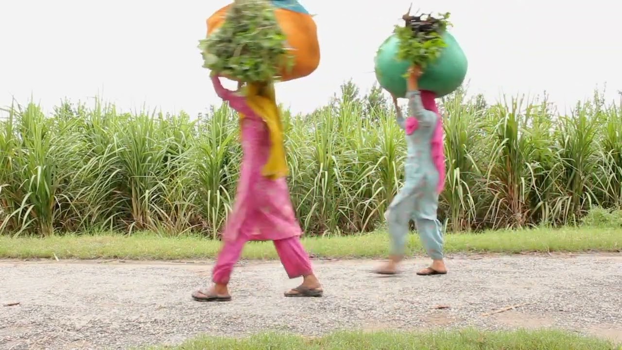 best nature and village Life video shoot