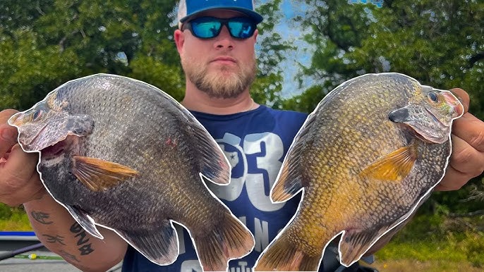 BLUEGILL The Size Of DINNER PLATES 🍽️ BLUEGILL Fishing TEXAS 2023 