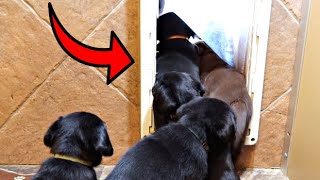 LABRADOR PUPPIES LEARN HOW TO USE DOGGIE DOOR!