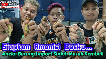 BURUNG IMPORT MULAI MASUK !!! Cek Harga Burung Pancawarna - Robin - Wambie & Poksay Hongkong