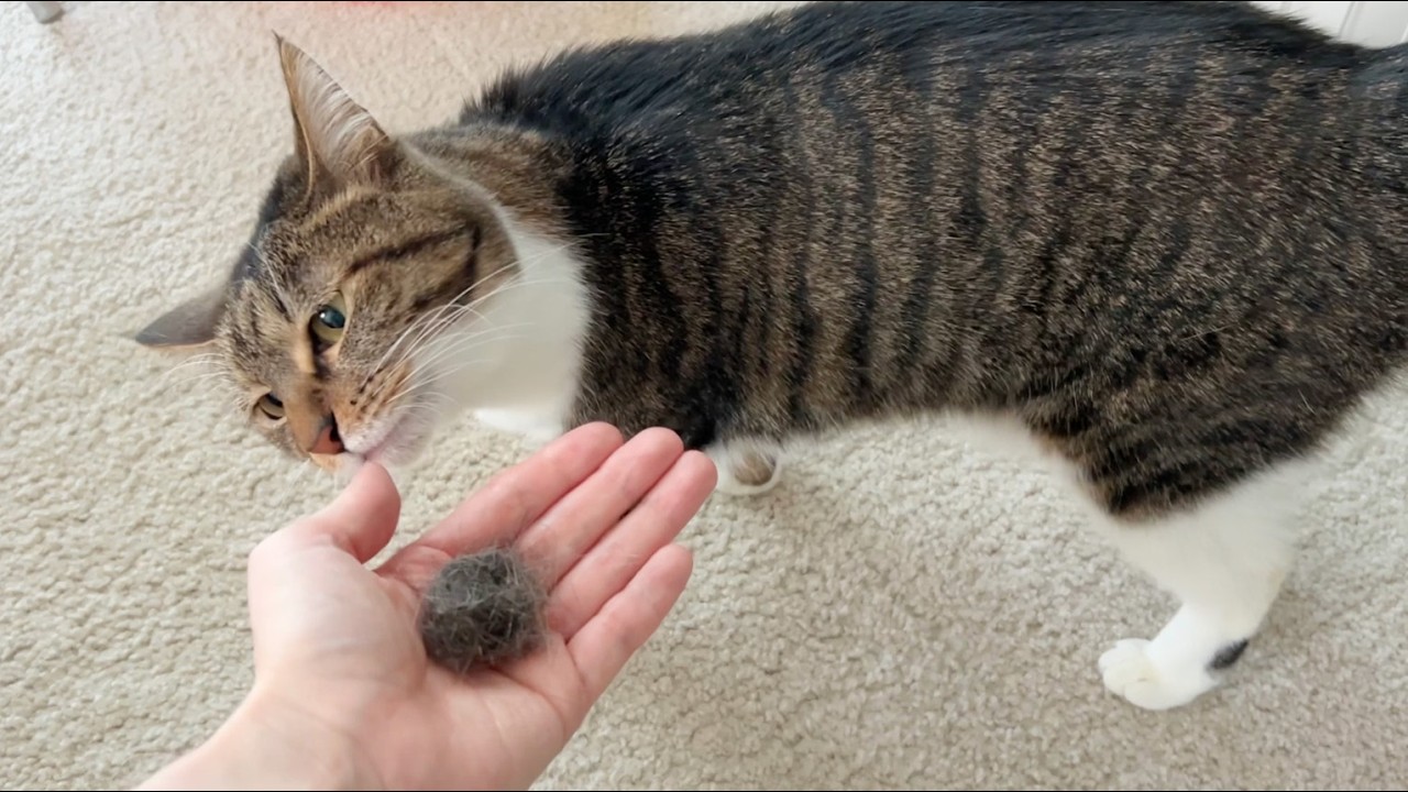 ブラッシングですっきりした猫が大興奮・・？！【ねむ通信Vol.91】