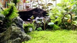 Aquarium/Tank 128 litres Co2 + Engrais Dennerle