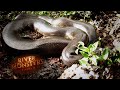 Encountering A MASSIVE Wild Anaconda | SPECIAL EPISODE | River Monsters