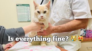 😿😻 Visited Cat Clinic by MCnNC 85 views 1 year ago 3 minutes, 27 seconds