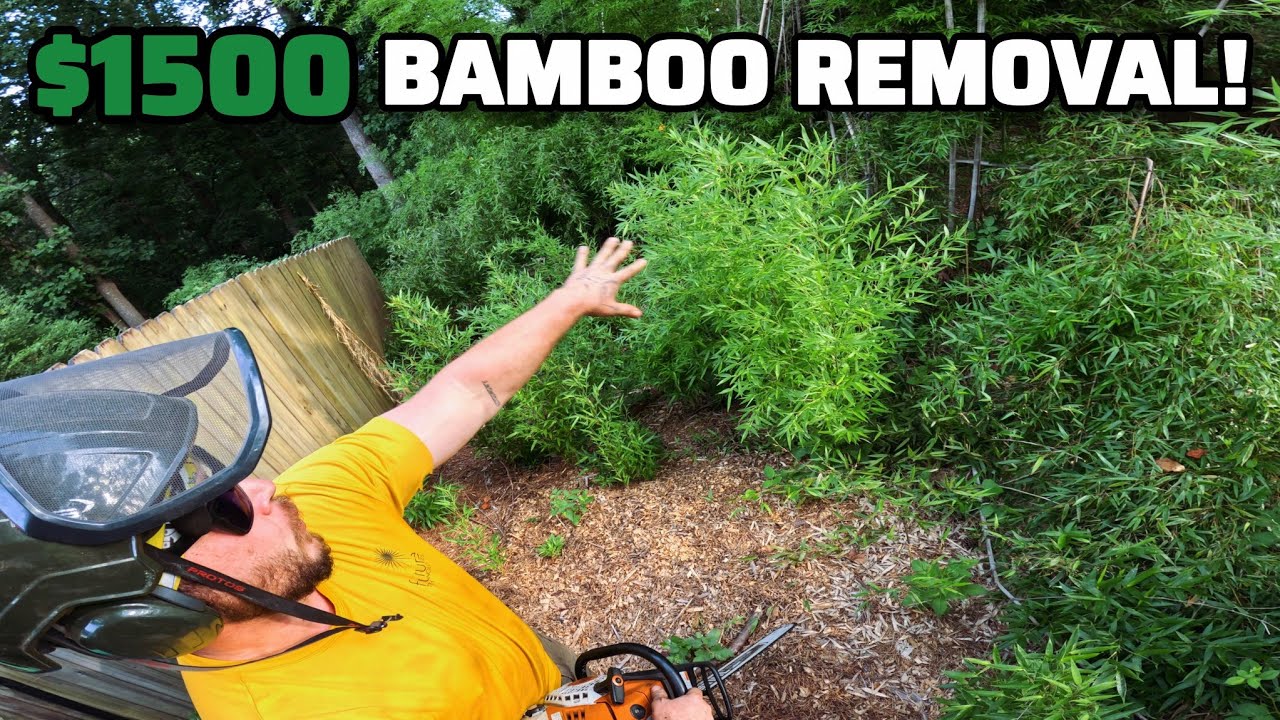 We Got Hired To Remove All This Bamboo And Found A Bunch Of Junk Hidden In It! 
