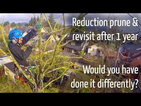 Reduction tree pruning