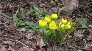 Winter Aconite In Early Spring