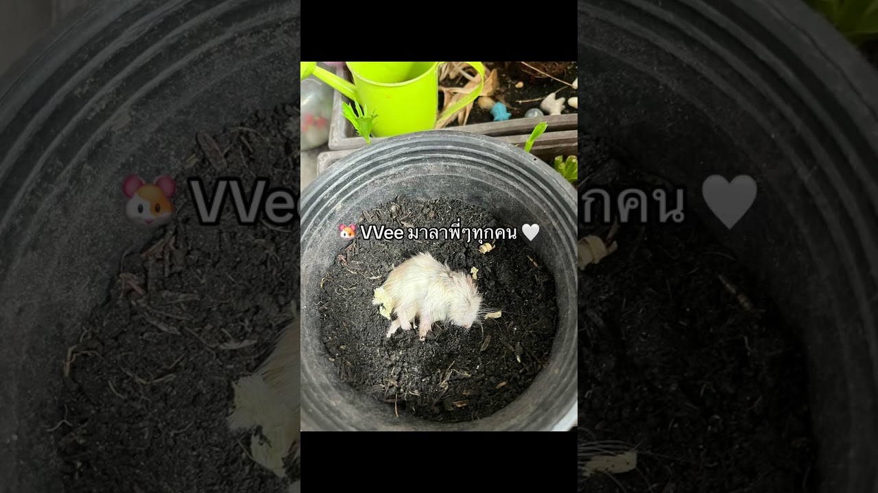 🐹 VVee มาลาพี่ๆทุกคน 🤍