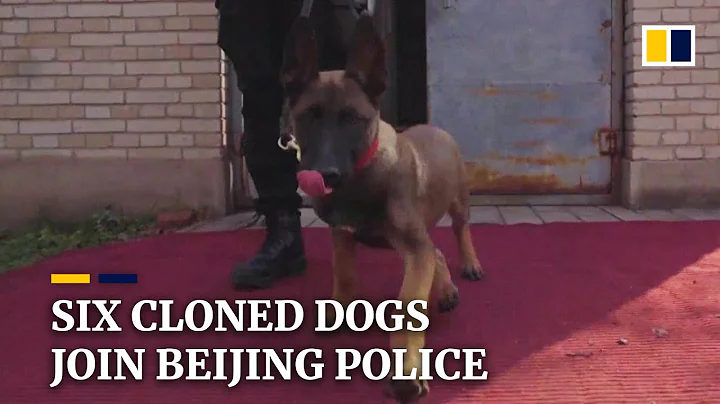 Cloned dogs join Beijing police force - DayDayNews