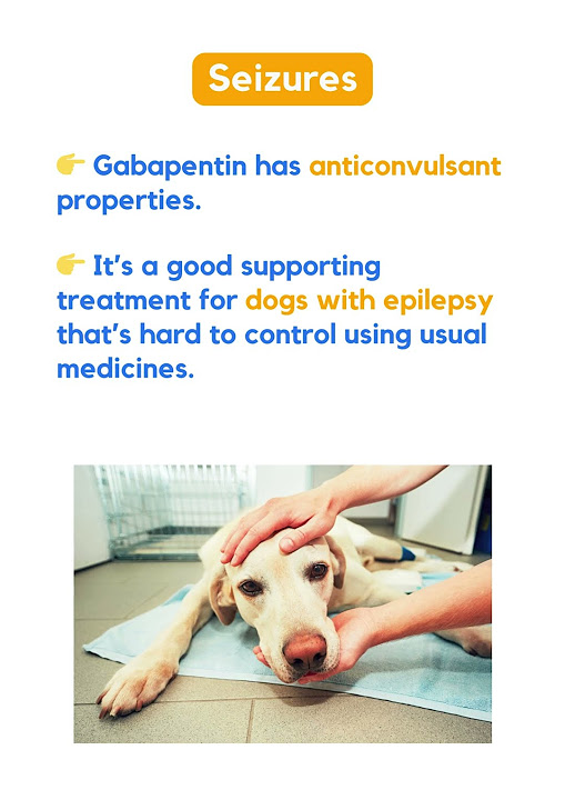 gabapentin anxiety dog