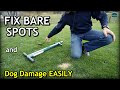 Easy Ways to REPAIR DOG DAMAGE and BARE SPOTS In The Lawn