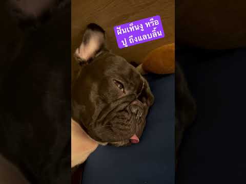 ฝันเห็นอะไรทำไหมน่ารักจัง #dog #frenchbulldog #เฟรนช์บูลด็อก