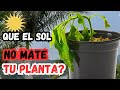 Haz ESTO si el Sol EXTREMO esta MATANDO  tus Plantas || Huerto Citadino