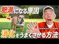 【犬のダイエット】正しい痩せ方は『腸』を◯◯して！消化吸収を高めてリバウンドを防ぐ方法【獣医師が解説】