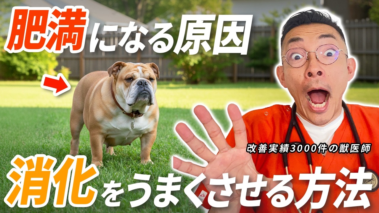 【犬のダイエット】正しい痩せ方は『腸』を◯◯して！消化吸収を高めてリバウンドを防ぐ方法【獣医師が解説】