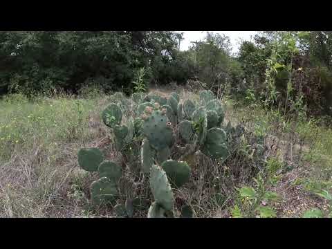 Prickly Pear Cactus