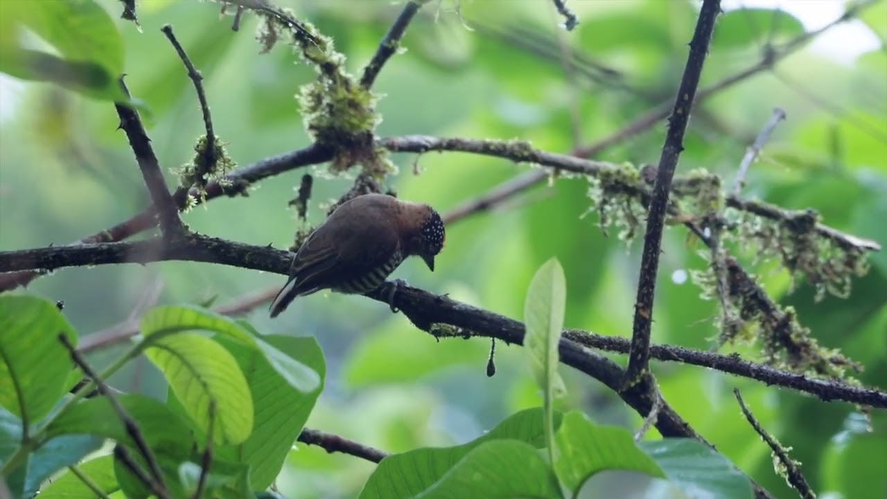 Ochre-collared Piculet foraging in the branches