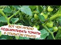 Чем подкормить грунтовые томаты, чтобы получить хороший урожай.