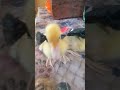 الحجه بطه كوميديا 