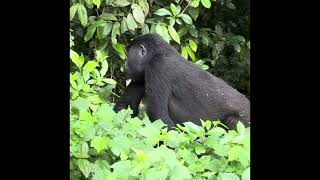 Tree climbing Mountain Gorillas. Bwindi Forest 