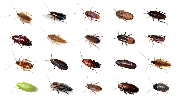 🪳 Types Of Cockroaches | 20 Cockroaches In English #cockroaches #BalyanakTV - DayDayNews